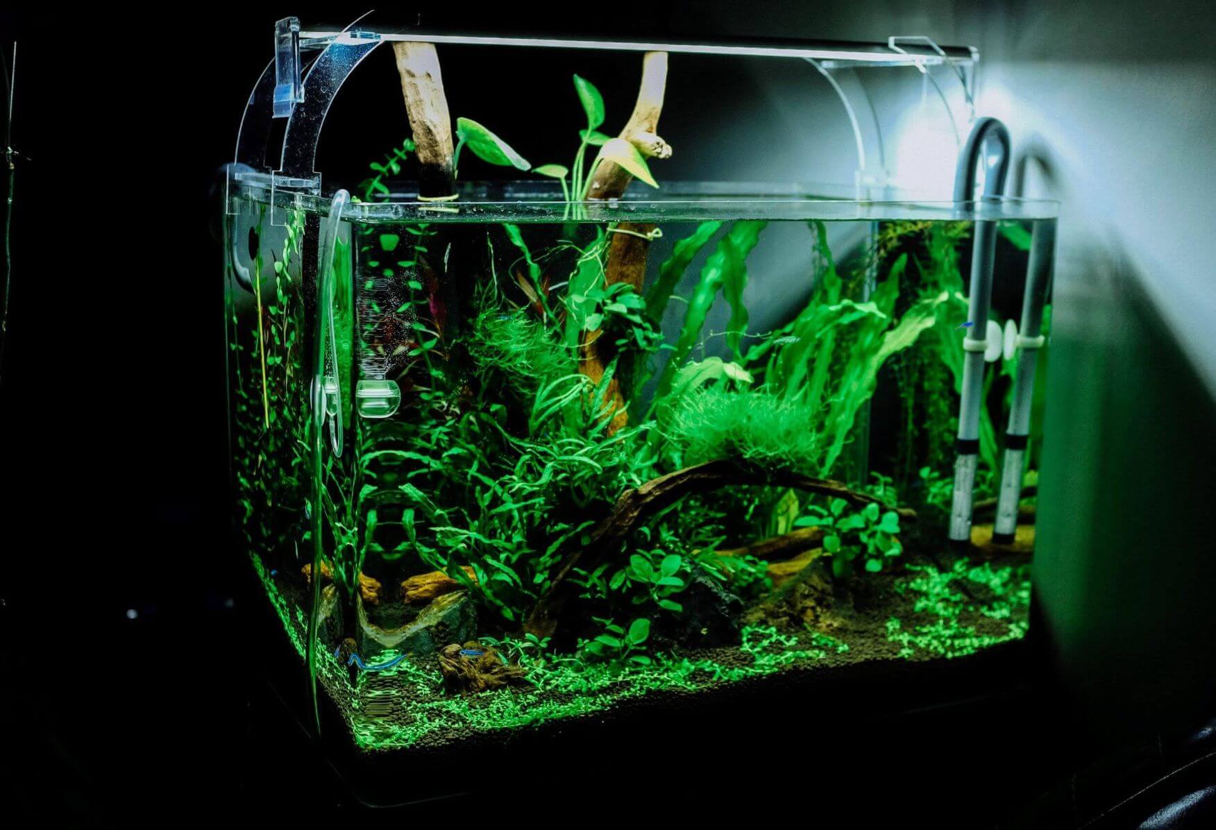 what is the best automatic fish feeder